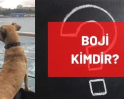 Boji kimdir? Boji nedir, ne demek? İstanbul’un ünlü köpeği Boji’nin anlamı nedir?