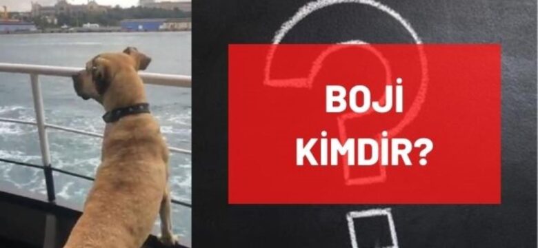 Boji kimdir? Boji nedir, ne demek? İstanbul’un ünlü köpeği Boji’nin anlamı nedir?